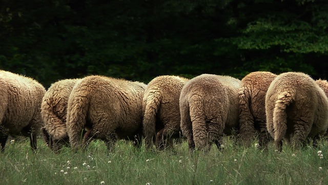 Sheep with Undocked Tails