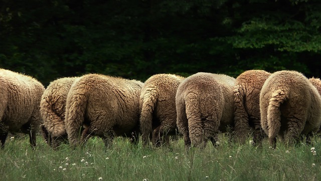 Sheep With Undocked Tails 