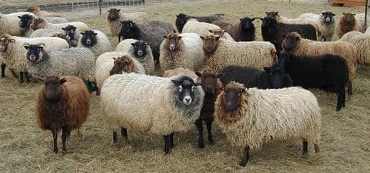 Shetland Sheep Breed Information