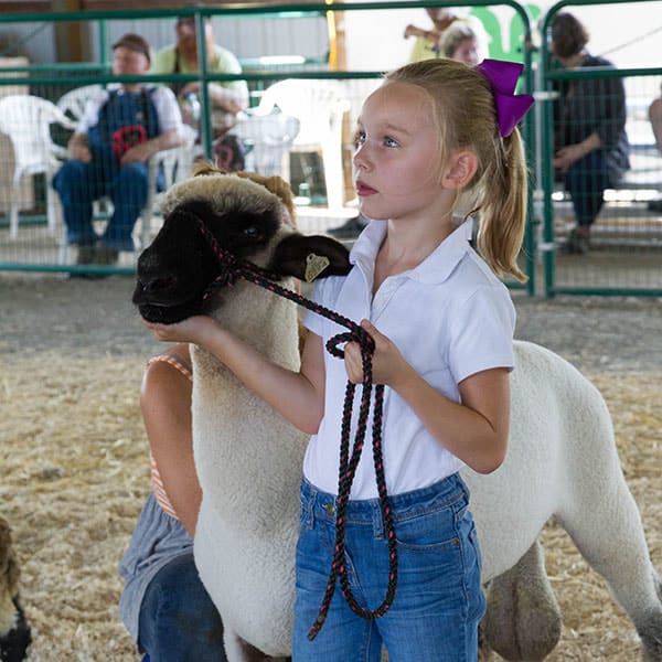 Tips for Showing Sheep: Maintain Good Eye Contact