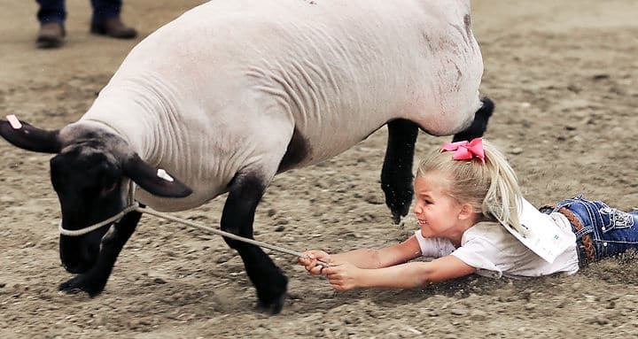 Train Your Sheep for Show