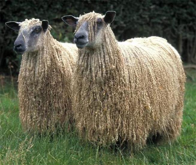 Wensleydale Sheep Breed Information, History & Facts