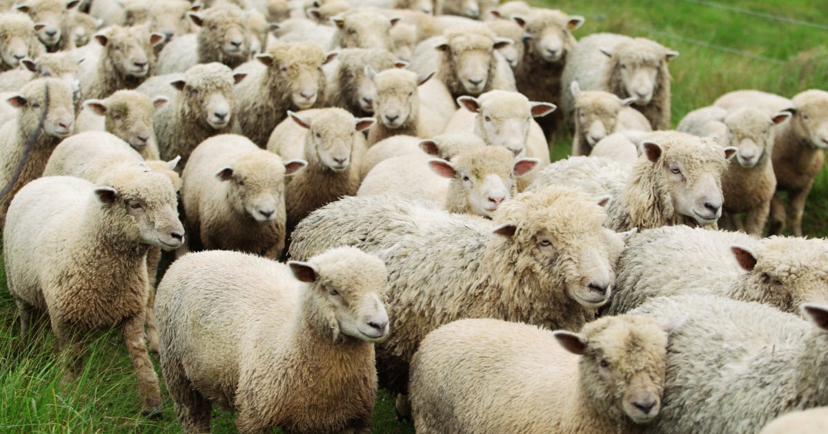 flocks of sheep facts