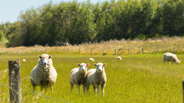 When to Separate Ram Lambs