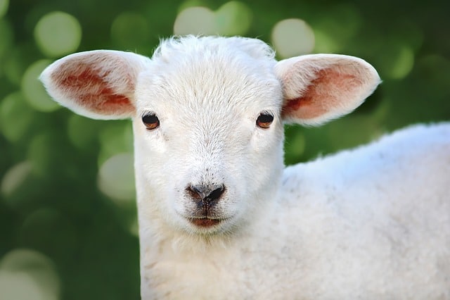 White Lamb