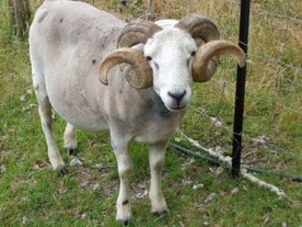 Wiltshire Horn Ram