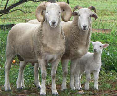 Wiltshire Horn Sheep Breed