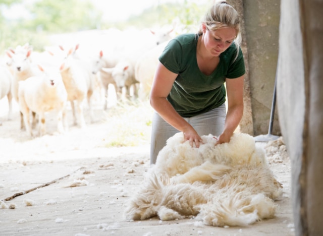 Wool Fiber being Gathered After Shearing