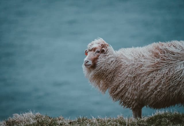 Wool on a Sheep in the Faroe Islands