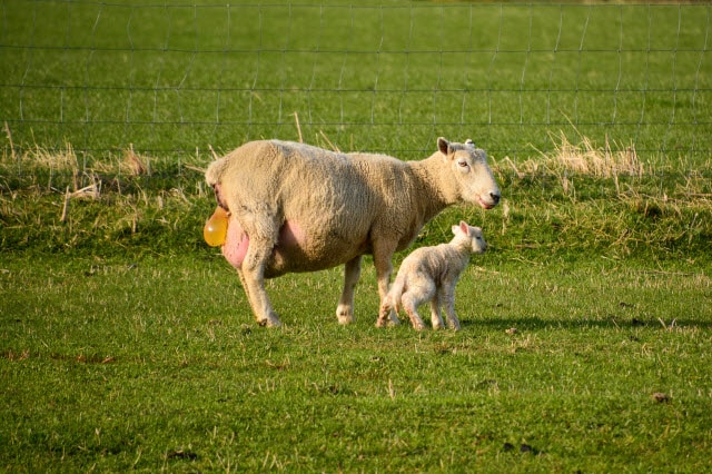 Ewe Passing a Water Bag After Delivering her First Lamb