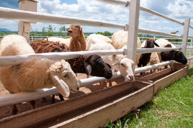 Keep Your Farm Clean, Tidy, and Orderly So You Don't Upset Your Neighbors