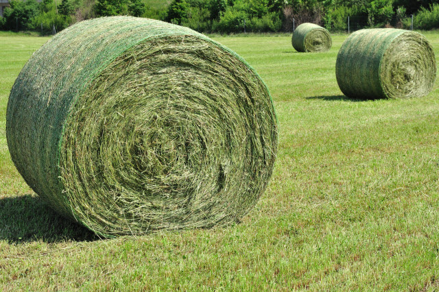 Round Hay Bales in a Field