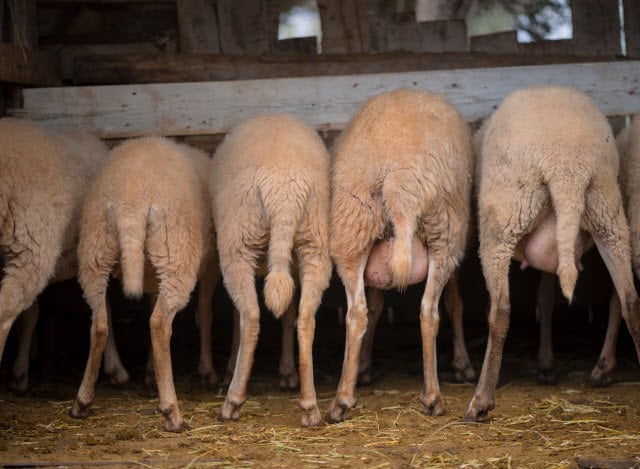 Bagging Up - Sheep Udders Before Lambing