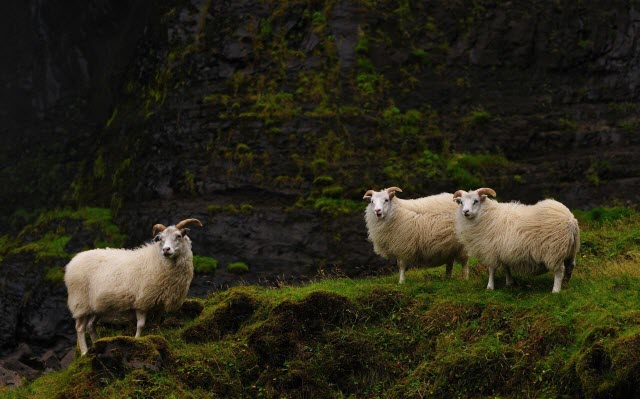 About Icelandic Sheep