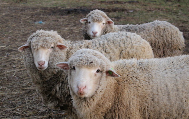 American Cormo Sheep