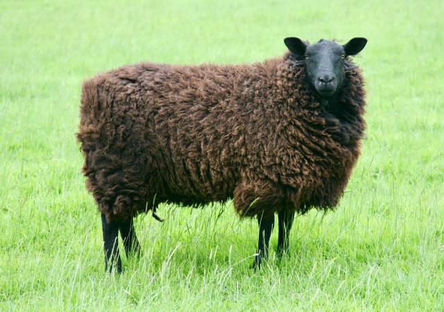 Black Welsh Mountain Sheep Breed