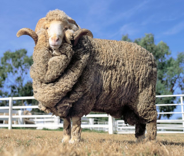 Booroola Merino Sheep Breed