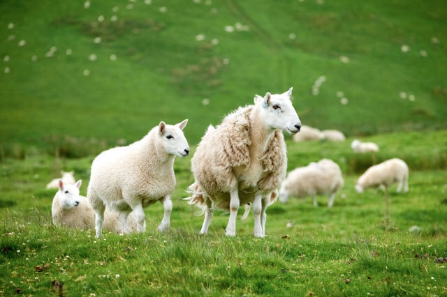Brecknock Cheviot Sheep Breed Information (Southern Hill Cheviot Sheep Breed)