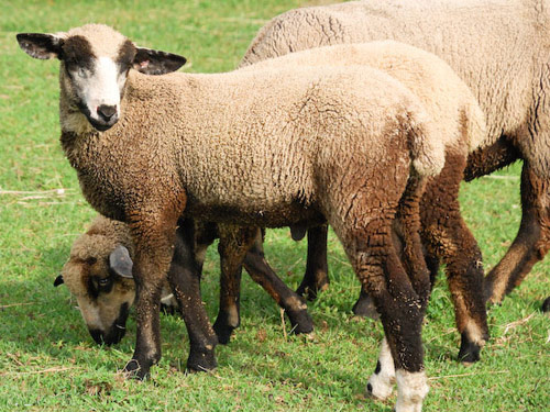 California Variegated Mutant Sheep Breed