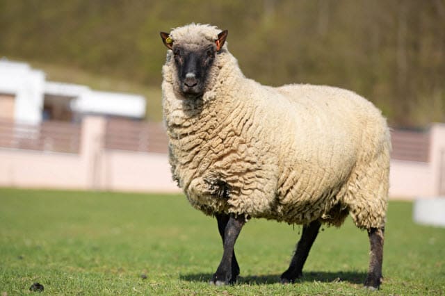 Clun Forest Ram