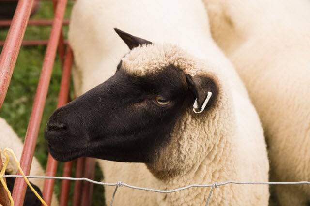 Clun Forest Sheep Breed