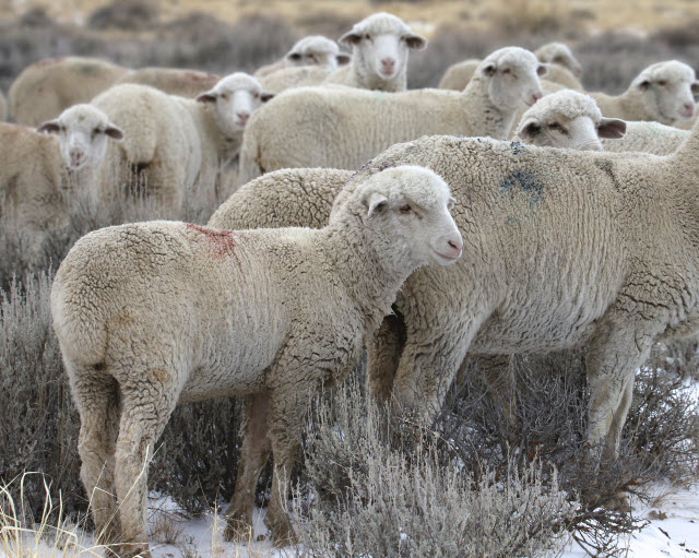 Columbia Sheep Breed Information
