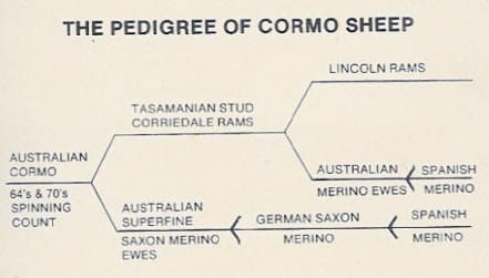 Cormo Sheep Lineage / Pedigree