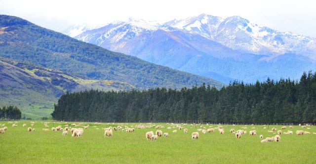 Corriedale Sheep Breed Information - A Flock of Corriedales Grazing