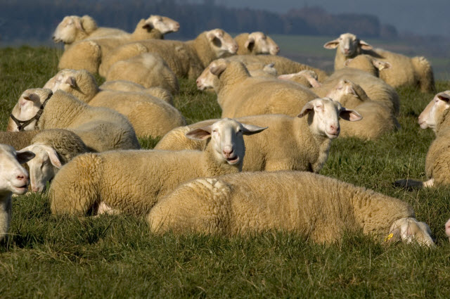 East Friesian Sheep Breed