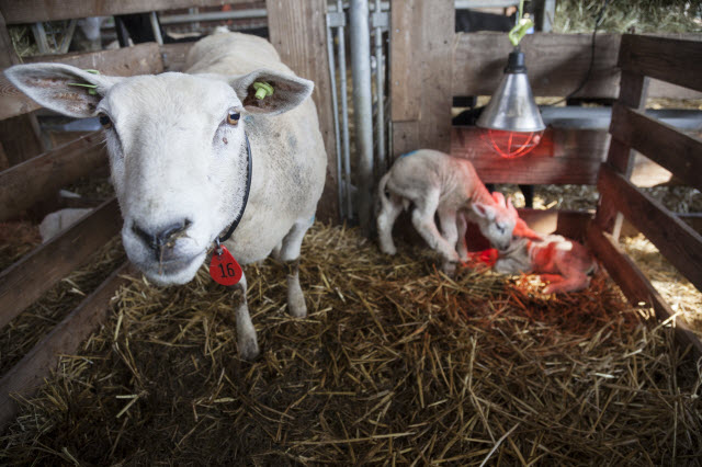 Plan Electricity for Your Sheep Barn or Shed, Including Extra Outlets Near Lambing Jugs for Heat Lamps