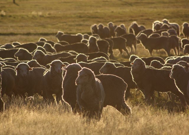 Flock of Merino Sheep