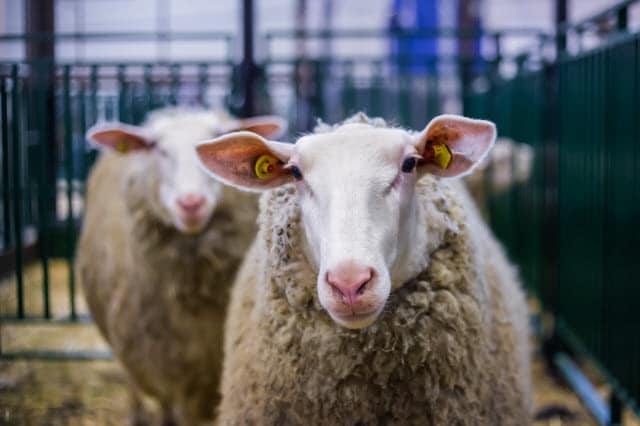 Friesian Sheep