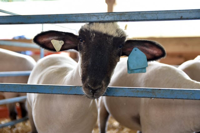 How to Wash Lambs and Sheep for Show