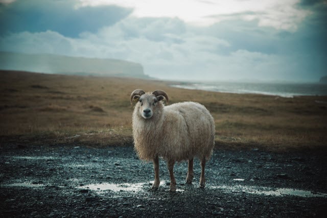 Icelandic Sheep Breed