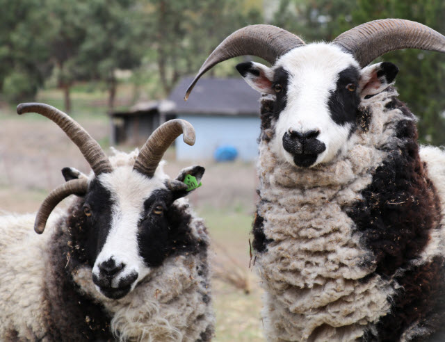 Jacob Sheep Breed