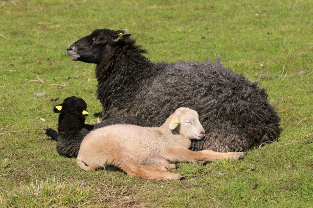 Karakul Sheep Breed