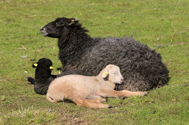 Karakul Sheep Breed Information, History & Facts - RaisingSheep.net