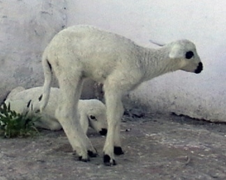 Lamb with White Muscle Disease
