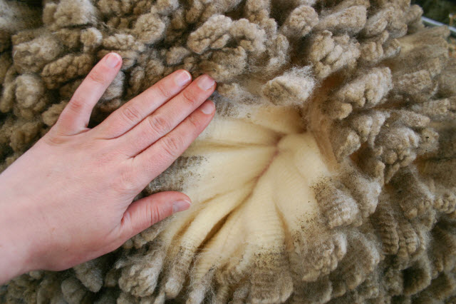 Merino Wool on a Sheep - a Hand Separating Merino Fleece on a Sheep