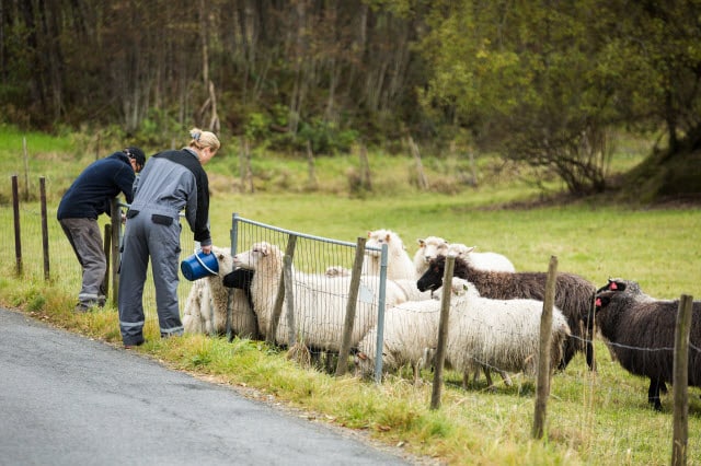 Raising Sheep in a Neighborhood