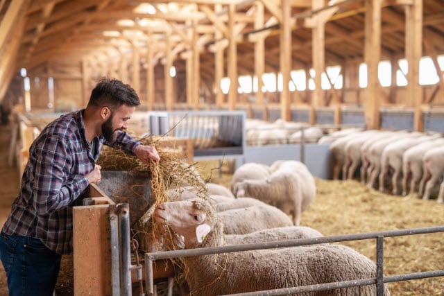 Sheep Barn Accessibility