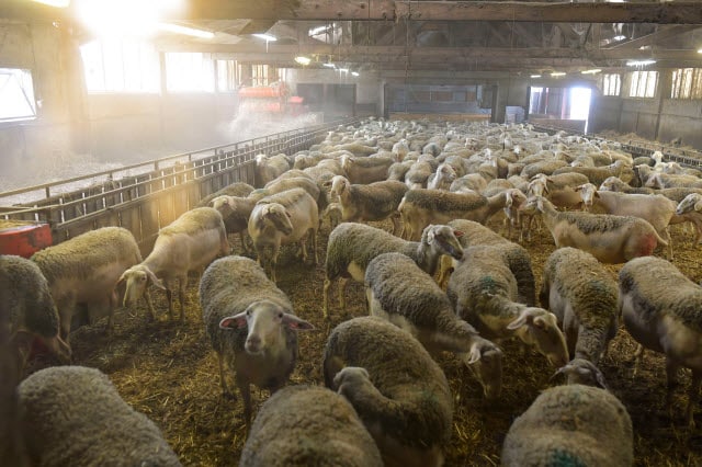 Sheep Barn Interior