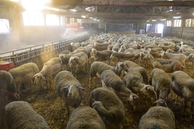 sheep barn layout