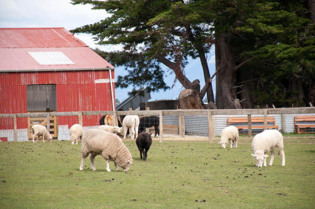 sheep house