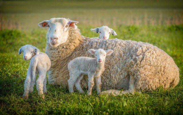 Sheep Gestation Period
