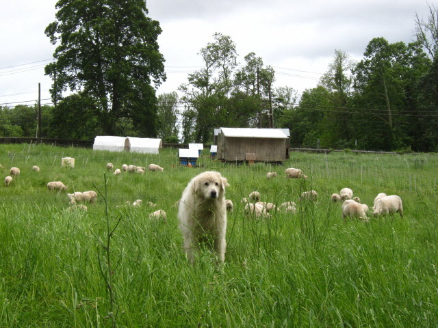 Sheep Guardian Animal Protecting Flock from Predators