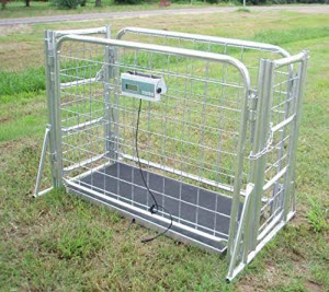 Sheep Scale with a Cage