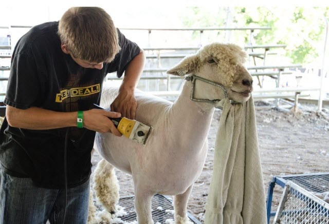 Boy Using Electric Sheep Shears