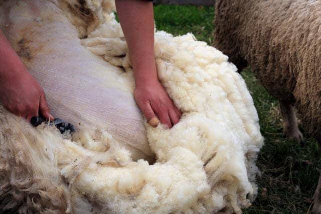 middle eastern sheep shearing