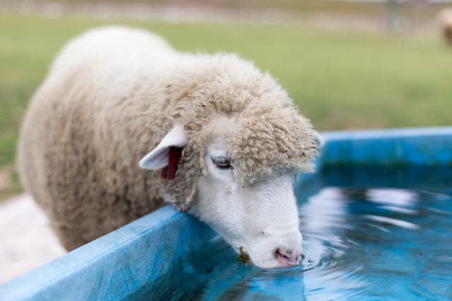 Make Sure Your Sheep Shelter has a Reliable Water Supply